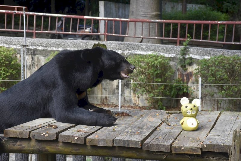 Mondfest im Shoushan Zoo in Kaohsiung - der Zoo hat Pomelos für die Tiere vorbereitet (Foto: Shoushan Zoo)