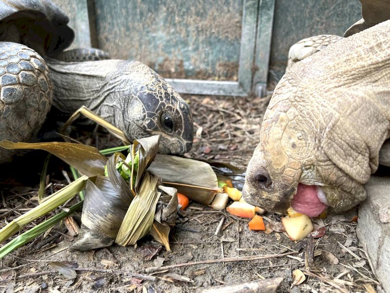 Der Shoushan Zoo spendierte den Schildkröten zum Drachenbootfest Zongzi (Foto: CNA) Der Shoushan Zoo spendierte den Schildkröten zum Drachenbootfest Zongzi (Foto: CNA)