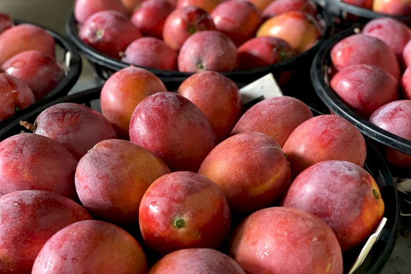 Möglicher Export von Mangos in die Vereinigten Staaten