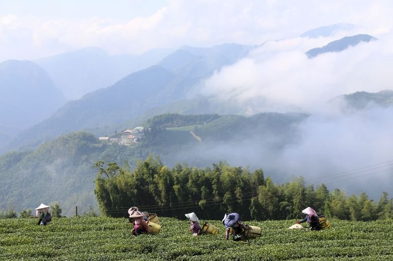 Teekultur in Taiwan