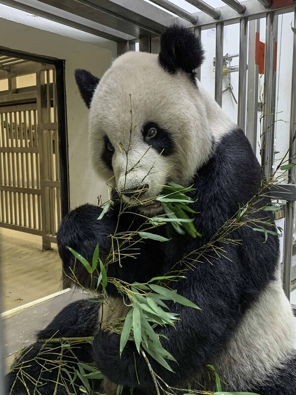 Tod eines Pandas