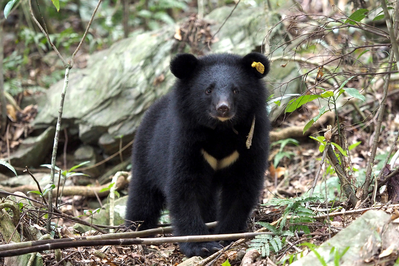 Der taiwanische Schwarzbär 台灣黑熊 (1)