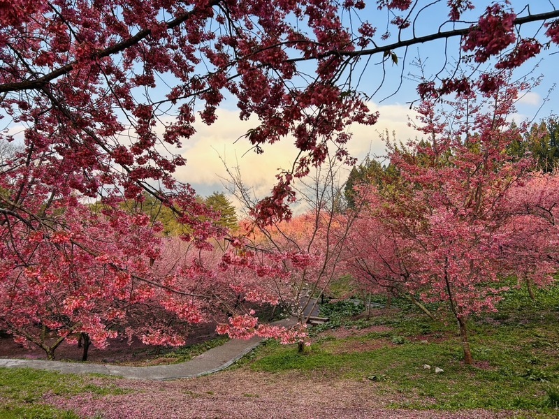 Kirschblüte in der Fushoushan Farm in Taichung (Foto: Tourismusamt Taichung, CNA)