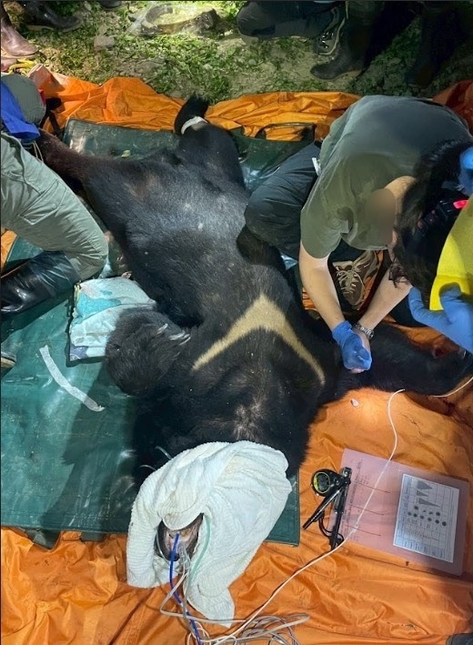 Forst- und Naturschutzbehörde: Taiwanischer Schwarzbär nicht mehr vom Aussterben bedroht