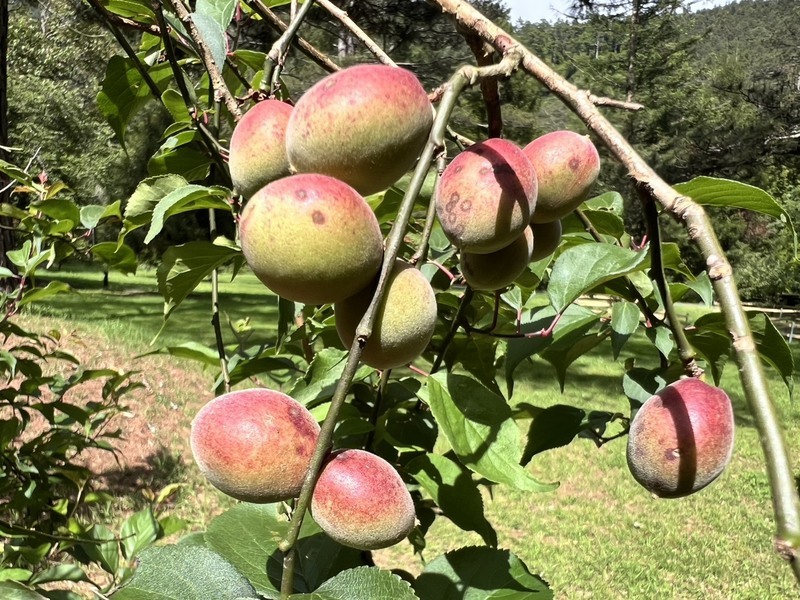 EU öffnet Markt für taiwanische Mangos und Guaven